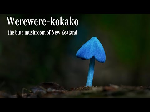 The Blue Mushroom of New Zealand