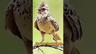 Download lagu Branjangan Gacor Bird Struggles in the Wild mp3 Download lagu Branjangan Gacor Bird Struggles in the Wild mp3