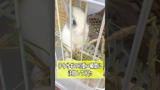 子ウサギの可愛い瞬間に注目してみたら最後に衝撃の結末にw#shorts