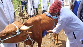 Burkina Faso : Deux cliniques vétérinaires et une pharmacie fermées pour non-conformité