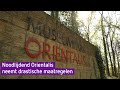 Noodlijdend Orientalis neemt drastische maatregelen
