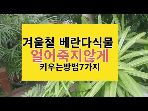 , title : '겨울철 베란다식물 얼어죽지 않게 키우는 7가지'