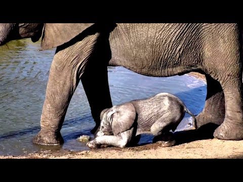 Really tiny ele at Djuma! 04 November 2018