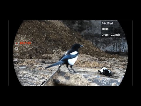 Hectic Hour Magpie Control.