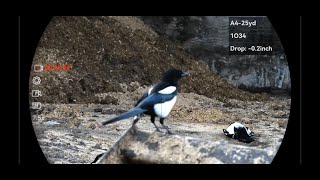 Download lagu Pengendalian Burung Magpie di Saat Sibuk. mp3