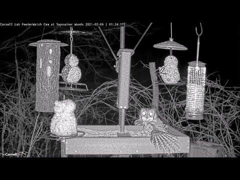 Unfortunate Flying Squirrel falls prey to Eastern Screech Owl ~ ©CornellLab, SapsuckerWoods