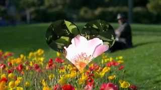 Those Were The Days - Roy Drusky