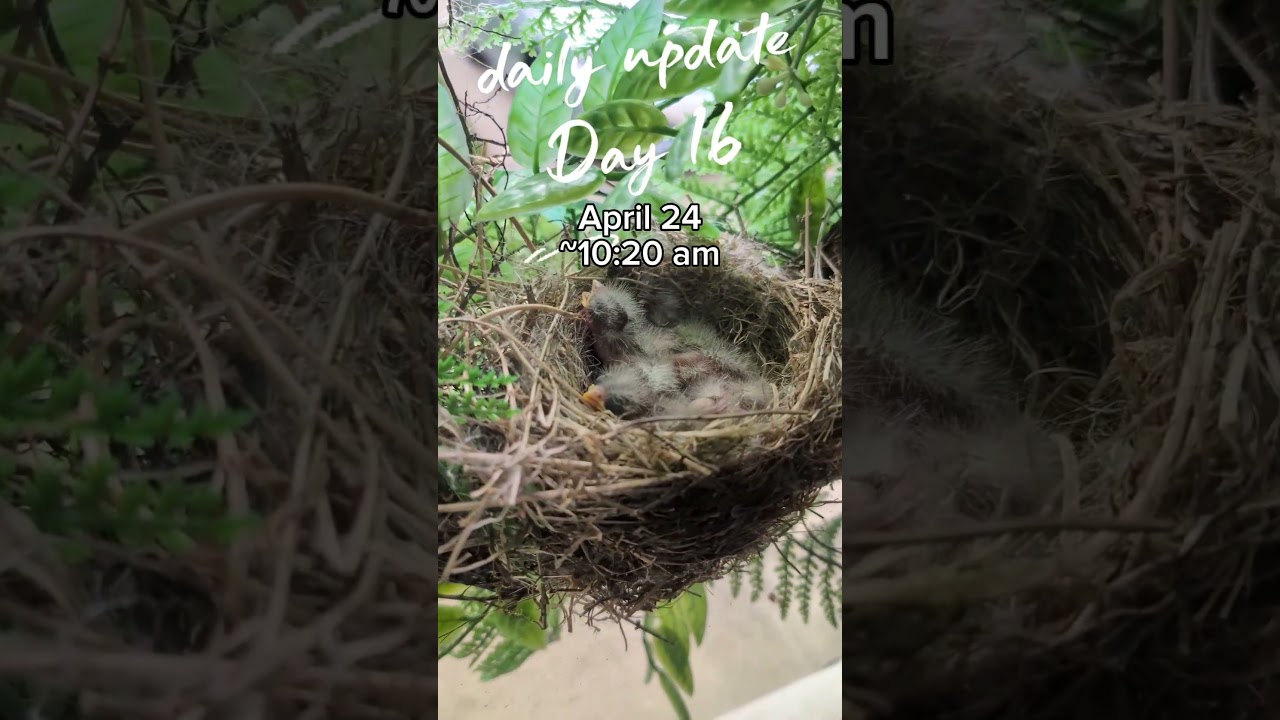 Bird Nest Babies Daily Update - (Day 16) #animals #cuteanimals #birds #birdwatching #spring #cute