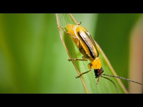 Maiswurzelbohrer - Ausbruch nach Beizmittelverbot | IGP