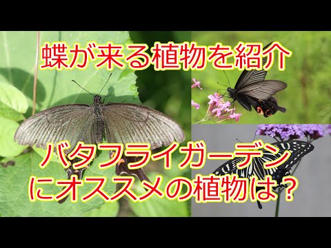庭にとって最も重要な蝶の植物 トピックス