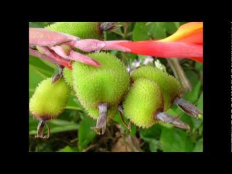 Cabinda Project 2006 - 2007