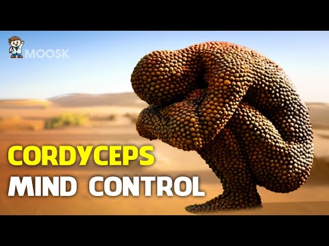 Could the Cordyceps Fungus Really Take Over? Cordyceps: attack of the killer fungi