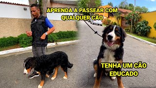 CACHORRO PUXA NO PASSEIO , APRENDA A PASSEAR DA FORMA CORRETA