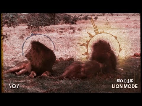 STO CULTR - Lion Mode