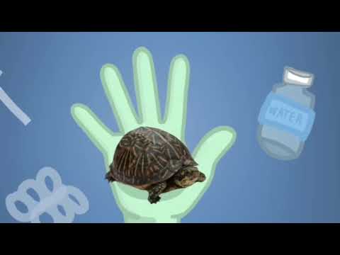 2.2| Duties and Responsibilities of American Citizens