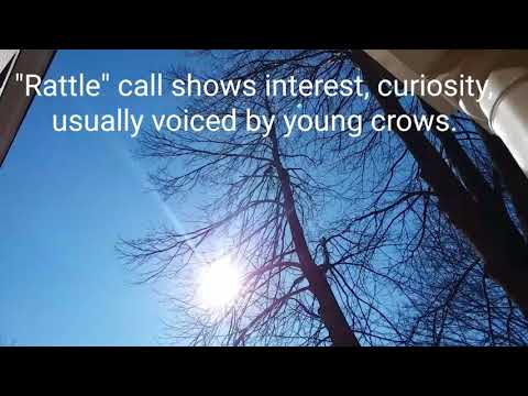 Interpret crow call sounds