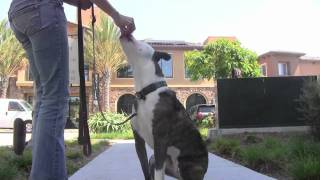 Pit Bull: Dog Training, How To Train Dog Not to Bark on Leash