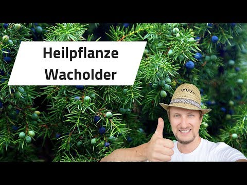 Heilpflanze Wacholder - Ausflug im Wald