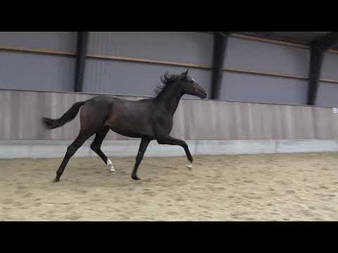 Fabio G born 2019 BH Farrell x Sesuan