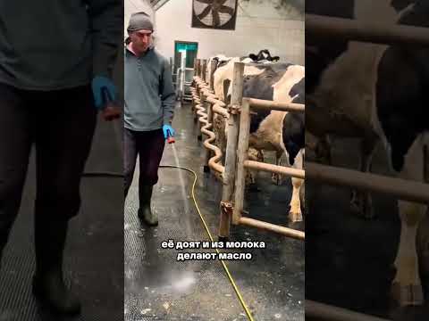 Фермп запустила необычный формат: покупаешь корову, а она остаётся жить на ферме. #агро #агробизнес