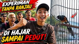 Download lagu Sang bintang telah kembali ! burung petarung lintas pulau dan provinsi dari team PRADANA BC mp3 Download lagu Sang bintang telah kembali ! burung petarung lintas pulau dan provinsi dari team PRADANA BC mp3