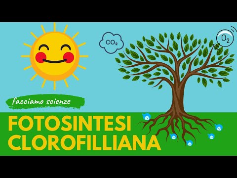 🌞🌳 FOTOSINTESI CLOROFILLIANA spiegata ai bambini - scuola primaria