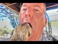 Africa MeerKat Bursts Through Mans Chest Like Aliens Movie Puts Head In Mans Mouth Like Lion Act