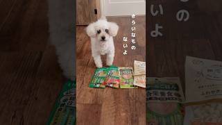 おやつを食べる前は？　#犬#親子トイプードル#シニア犬#犬との暮らし