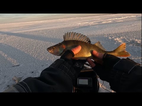 Ahvenen pilkintää Lumijoen Varjakassa