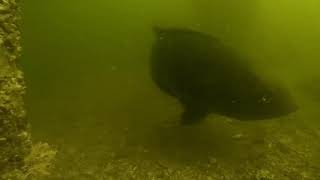 Goliath underwater report, End of August