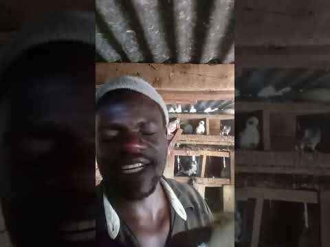 friendly doves #music #afrobeats #goviral #shortviral #viral #fypyoutube #kizzdaniel