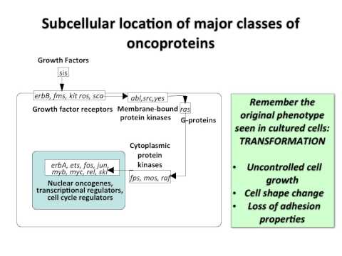 Virology 2013 Lecture #19 - Transformation and oncogenesis