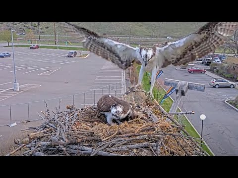 Male Osprey Brings In Stick, Mates With Iris At Hellgate Nest – April 22, 2025