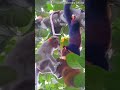 Monkey vs Squirrel taking lunch. Monkey fight with squirrel #shorts