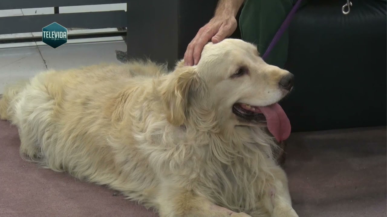 Cirugía en perro por cálculos en vejiga. Veterinaria.