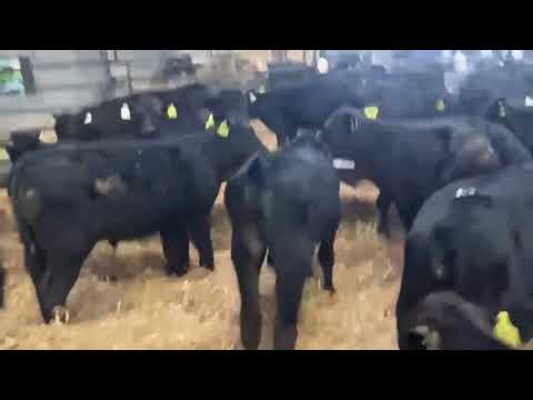 30 Angus bulls - Image 2