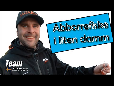 STOR abborre i liten damm