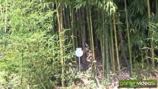 Phyllostachys aurea - Gelber Bambus - Goldbambus 