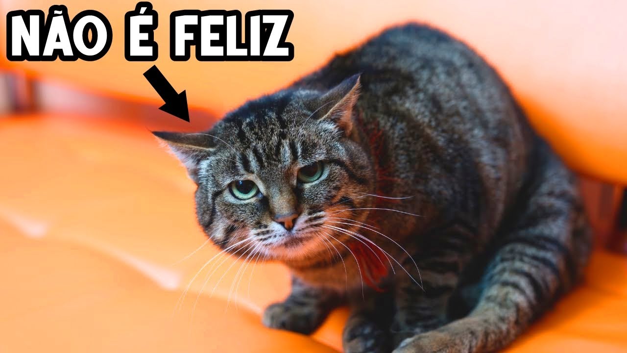 15 Erros Comuns que estão MACHUCANDO seu Gato sem você perceber 😿💔