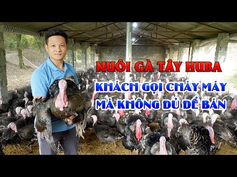 , title : 'Kỹ thuật nuôi gà tây Huba làm giàu || Đổi đời với mô hình nuôi gà tây siêu trọng'