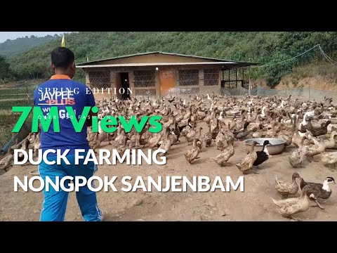 Duck Farming Nongpok Sanjembam