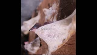 Download lagu PERAWATAN DAN PANEN SARANG WALET - Seri #6 Buku Pemula Budidaya Walet Duniawalet mp3 Download lagu PERAWATAN DAN PANEN SARANG WALET - Seri #6 Buku Pemula Budidaya Walet Duniawalet mp3