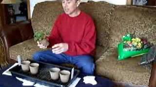 Best way to plant tomato seeds