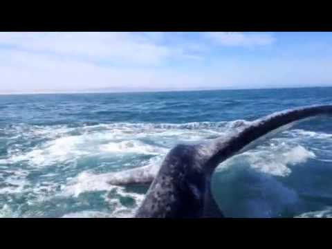 Baleia bate cauda na cabeça de turista desavisada