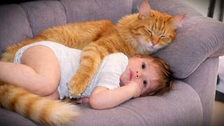 When Your Cats Treat the Baby Like Their Most Precious Treasure ❤️ Funny Cats and Baby