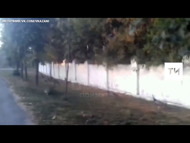 павлины казань