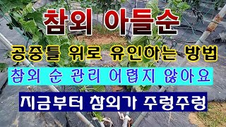 [텃밭농부 1,549]  참외의 아들순을 틀에 묶어서 유인하는 방법. 공중재배 #참외재배