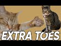 Do You Know These Extra Facts About Polydactyl Cats