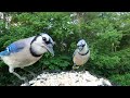 Blue Jays and Grackle