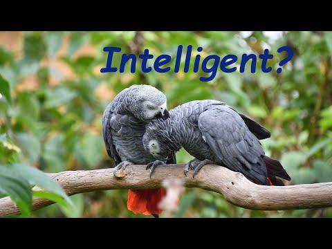 Wie schlau sind Graupapageien?
